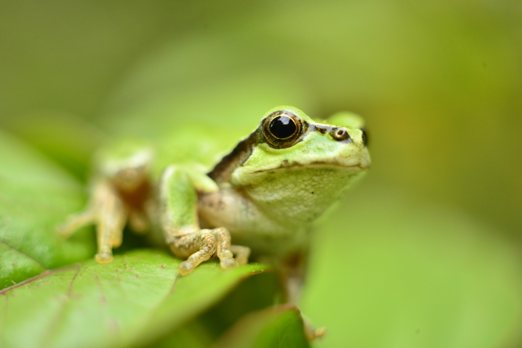 アマガエル