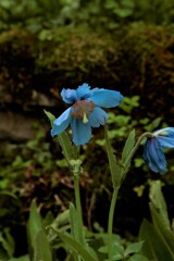 アオケシの花