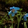 アオケシの花