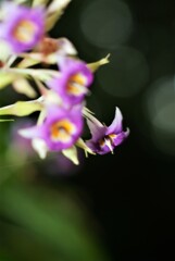 イワタバコの花