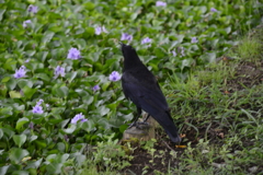 _TAN3647カラス