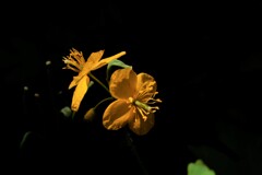 クサノオウ.　野草　黄色い花　山野草