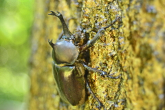 カブトムシ　天然