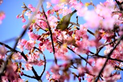 メジロ　河津桜　