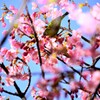 メジロ　河津桜　