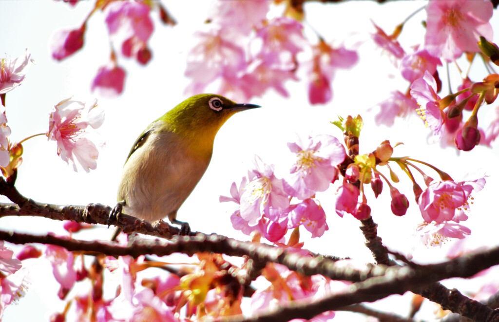 メジロ　河津桜　