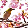 メジロ　河津桜　