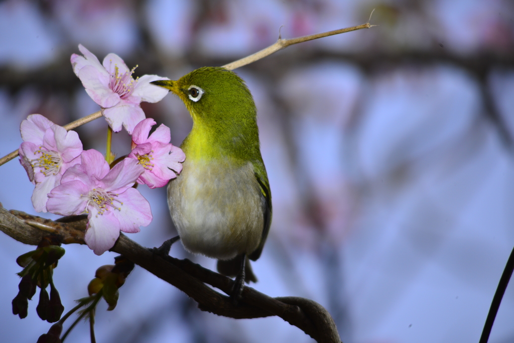 メジロ　河津桜