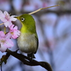 メジロ　河津桜
