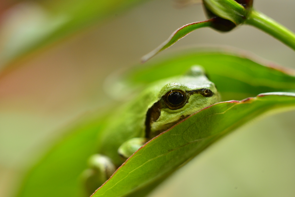 アマガエル