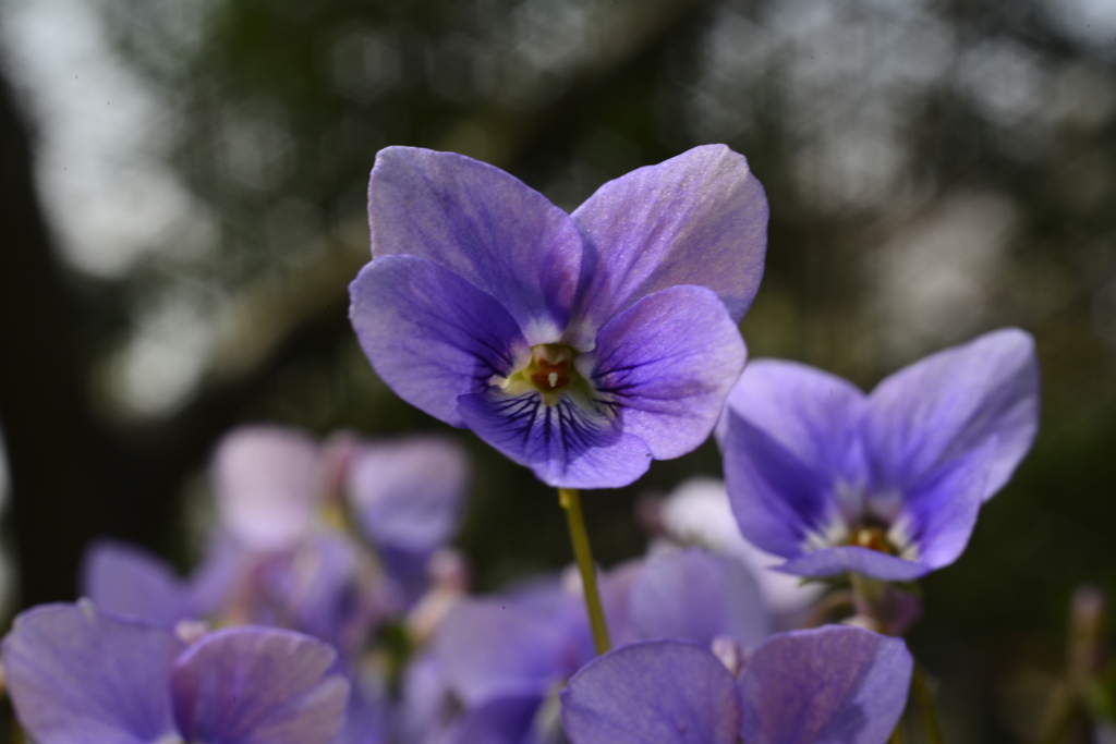 菫