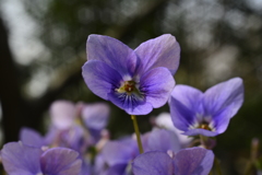菫