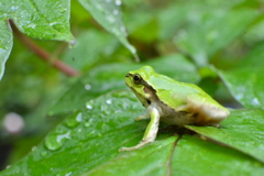 アマガエル