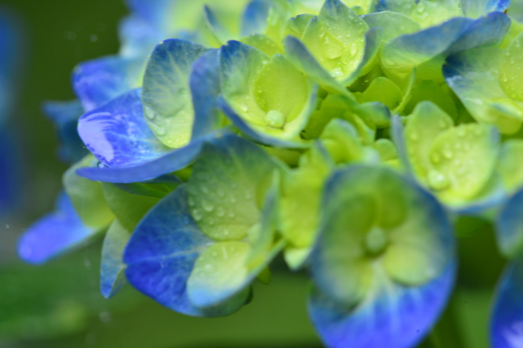 アジサイの花