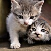  子猫