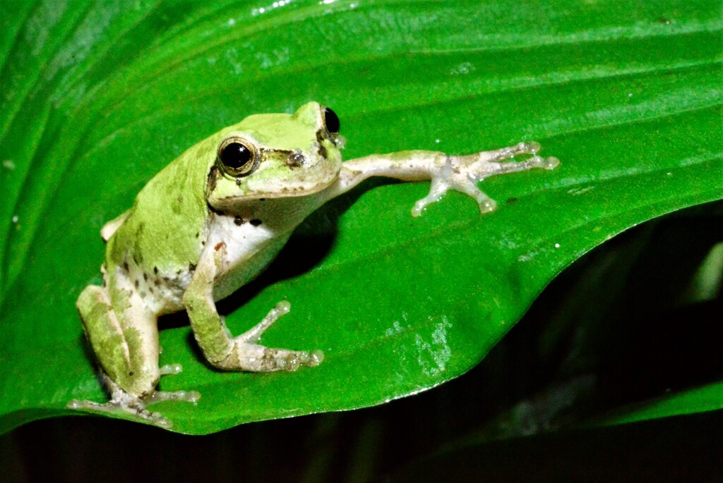 アマガエル
