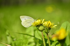 紋白蝶とタンポポ