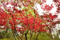 モミジに新芽