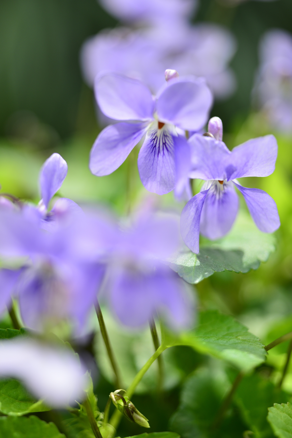 菫