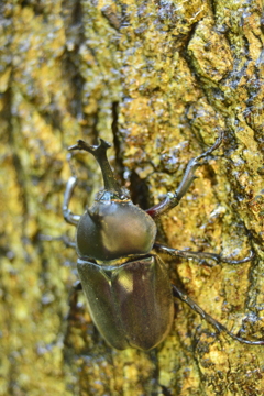 カブトムシ　