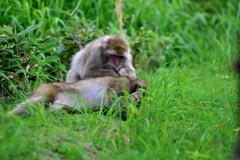 野生　ニホンザル