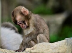 野生　ニホンザル　子サル