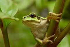 アマガエル　