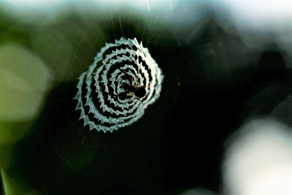 機織りクモの巣