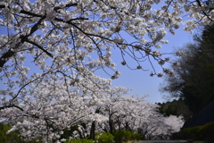 桜　_M029724