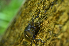 カブトムシ