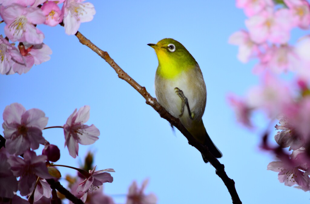 メジロ　河津桜　