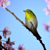 メジロ　河津桜　