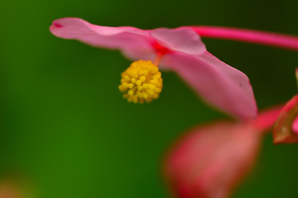 秋海棠の花