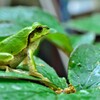 アマガエル　かえる　