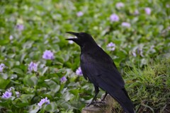 _TAN3648カラス