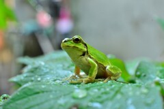 アマガエル　かえる　