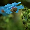 ケシの花