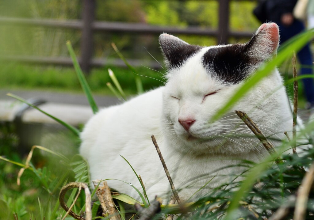 眠り猫 　　