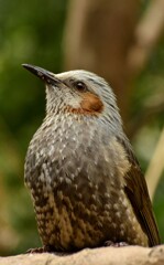 ヒヨドリ　　鳥まで2.5ｍ