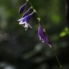 コバギボシの花