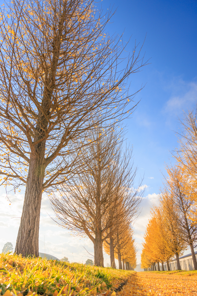 イチョウ並木