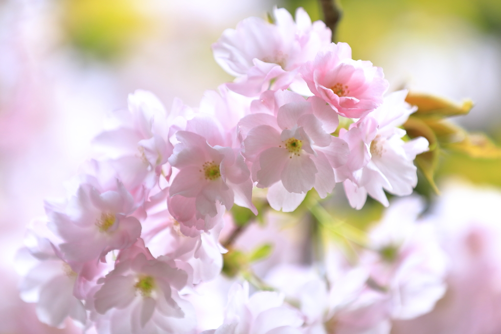 八重桜