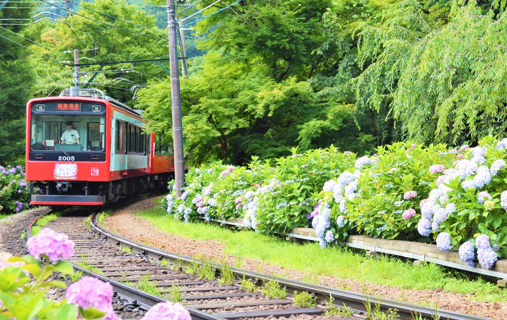 あじさい電車