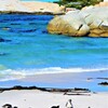 ペンギン