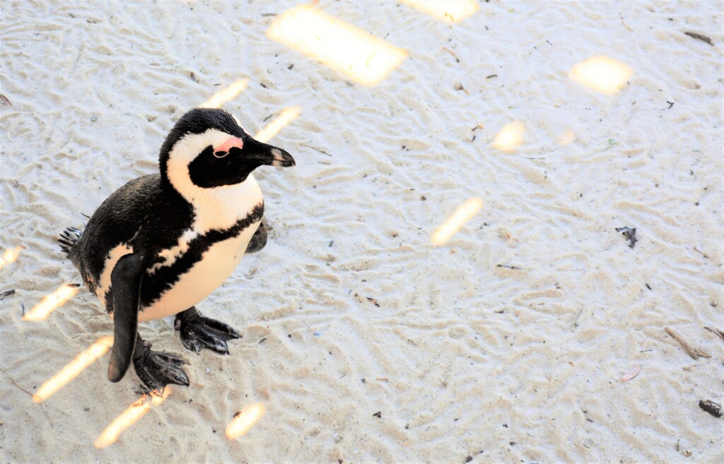 ペンギン２