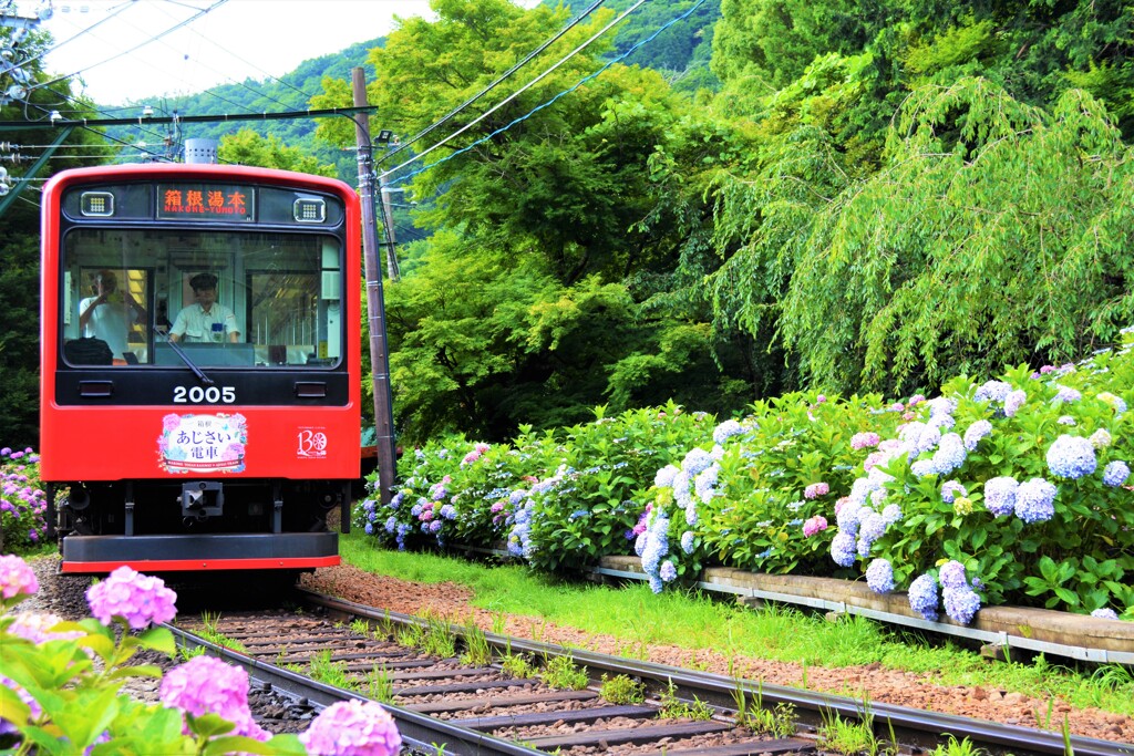 あじさい電車