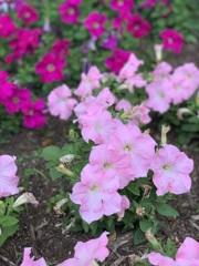 岡正人の横須賀菖蒲園の花（名前がわかりません）