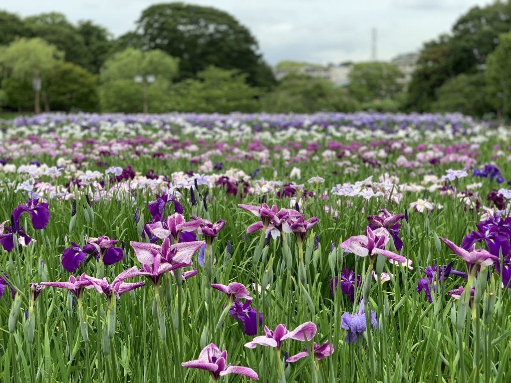 岡正人の横須賀菖蒲園のしょうぶ