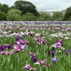 岡正人の横須賀菖蒲園のしょうぶ