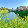 岡正人と皇居のお堀近くの菜の花と桜